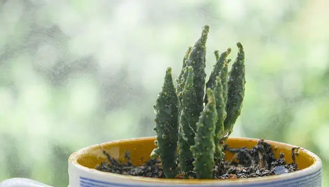 can you use cactus soil on other plants