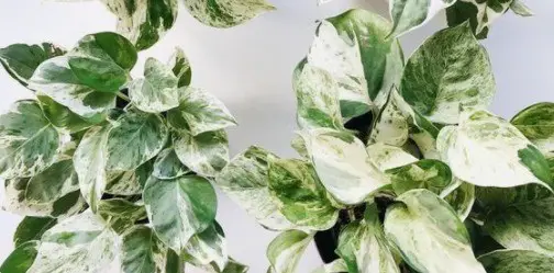 Snow Queen Vs Marble Queen Pothos | Differences and Similarities - NuPlantCare