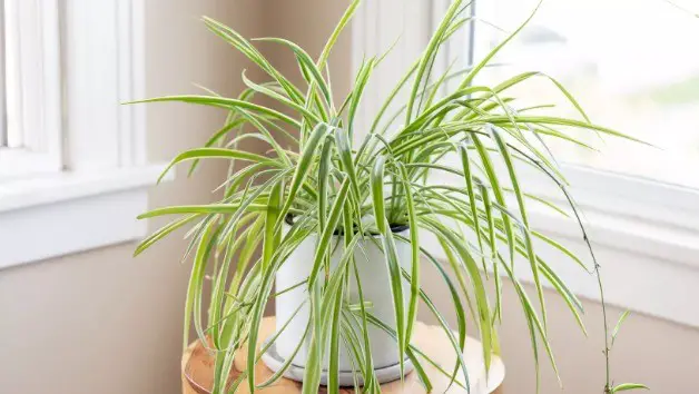 how much water does a spider plant need