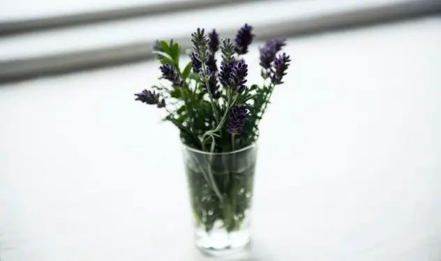 how to save overwatered lavender