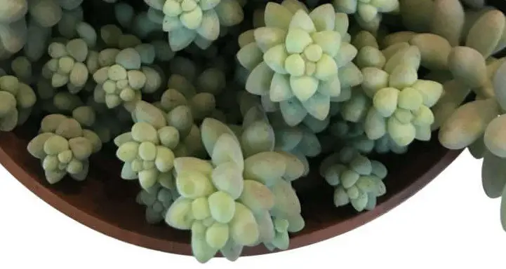 water donkey tail plant