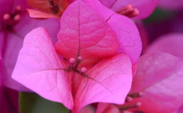 bougainvillea leaf drop