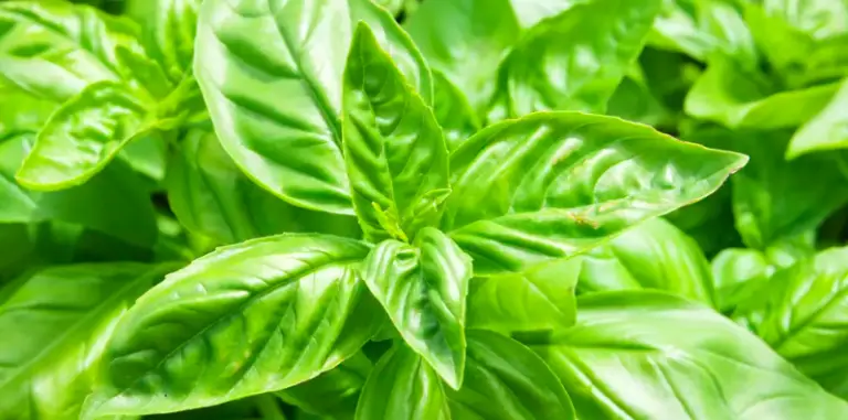 caring for basil in winter