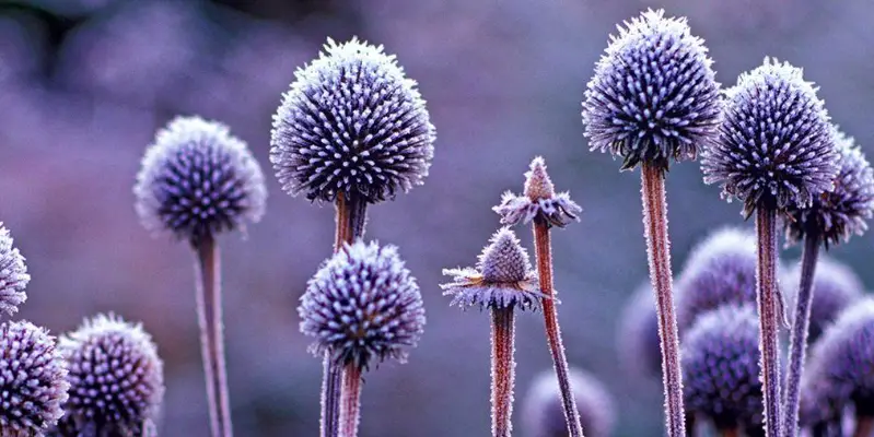 Echinacea in winter