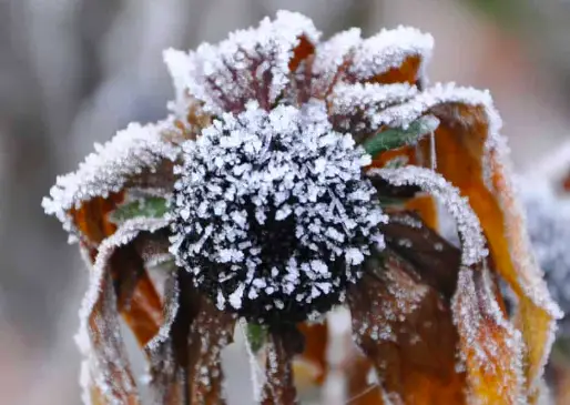 frost echinacea