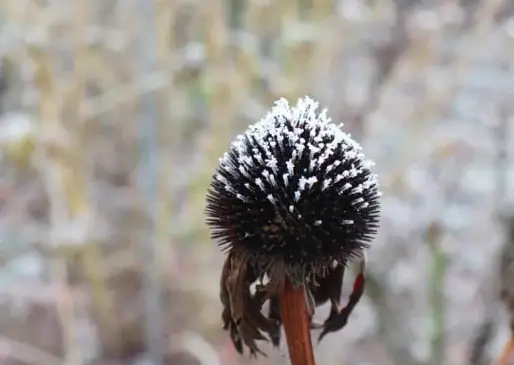 snow on echinacea